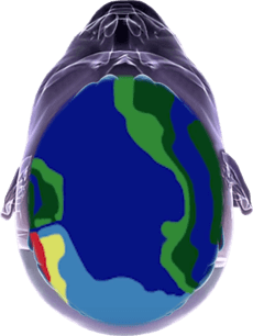 Head