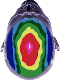 Head